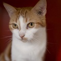 gatinhos 002