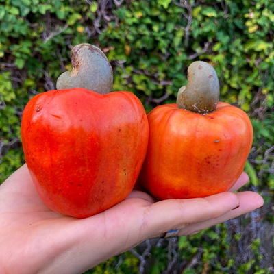 Frutas Tropicais